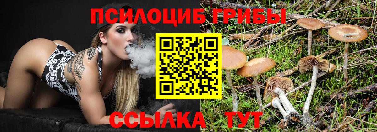 закладки  Вход с VPN  Чехов  Псилоцибиновые грибы мицелий 